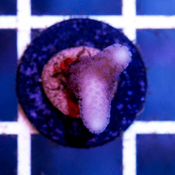 USA Aquacultured Birdsnest Coral 1" WYSIWYG