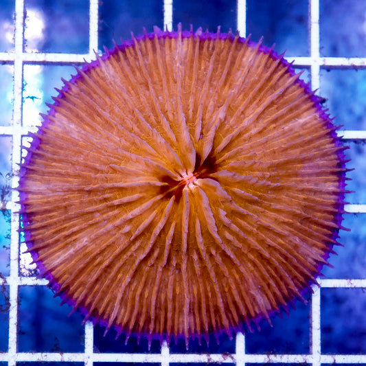 Plate Coral, Orange - Short Tentacle 2.25" WYSIWYG
