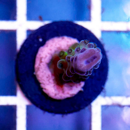 USA Aquacultured Acropora Coral 1" WYSIWYG
