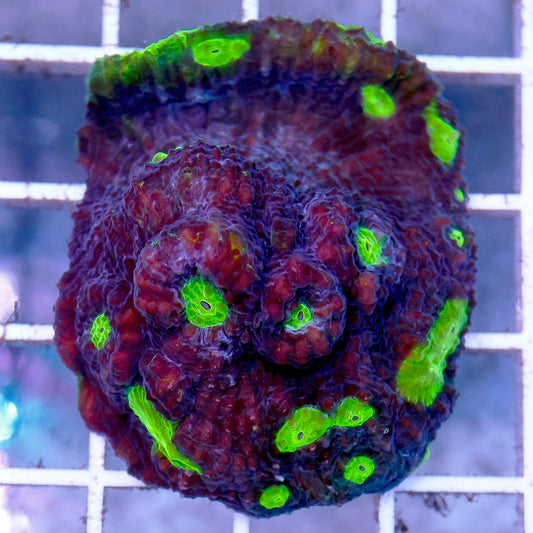 Chalice Coral Solomon 1.75" WYSIWYG
