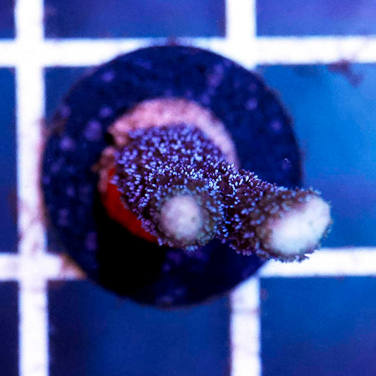Montipora Coral - USA Aquacultured 1" WYSIWYG