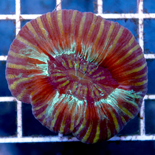 Brain Coral, Trachyphyllia 1.75" WYSIWYG