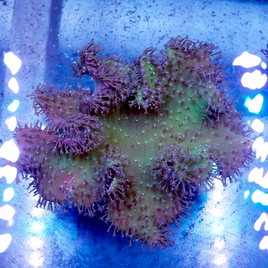 Toadstool Mushroom Leather Coral 8" WYSIWYG