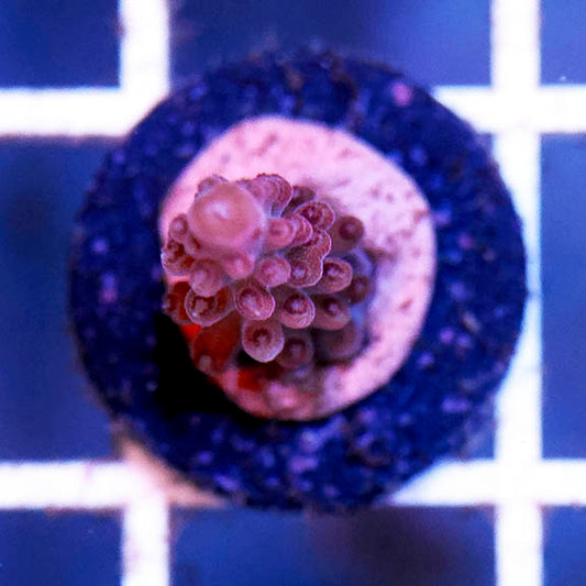 USA Aquacultured Acropora Coral 1" WYSIWYG