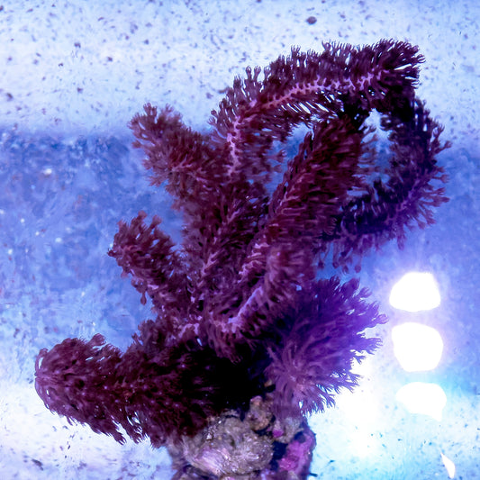 Sea Stalk Briareum