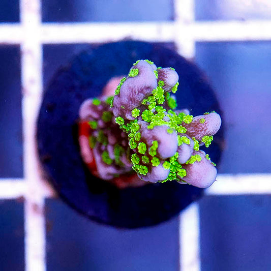 Montipora Coral - USA Aquacultured 1" WYSIWYG