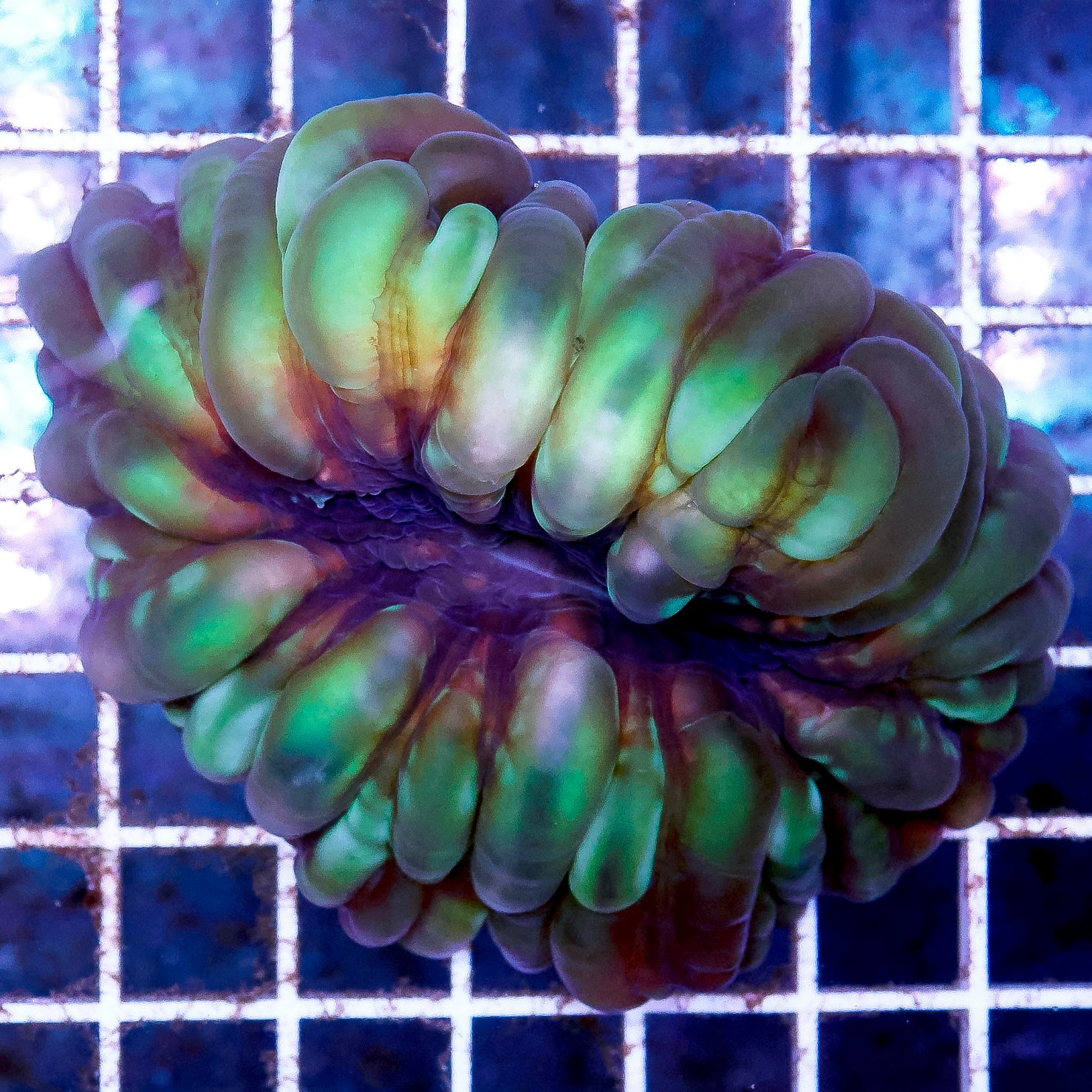 Button Coarl Green Cynarina Button Coral : LPS (Large Polyp Stony) Corals – LiveAquaria