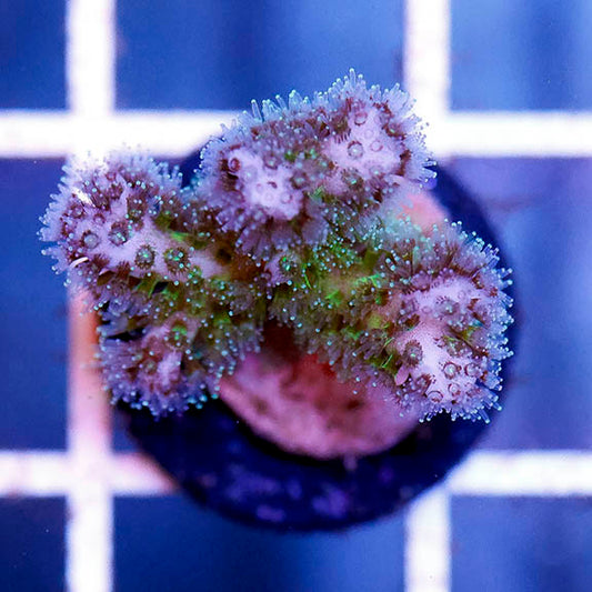 USA Aquacultured Pocillopora Coral 1" WYSIWYG