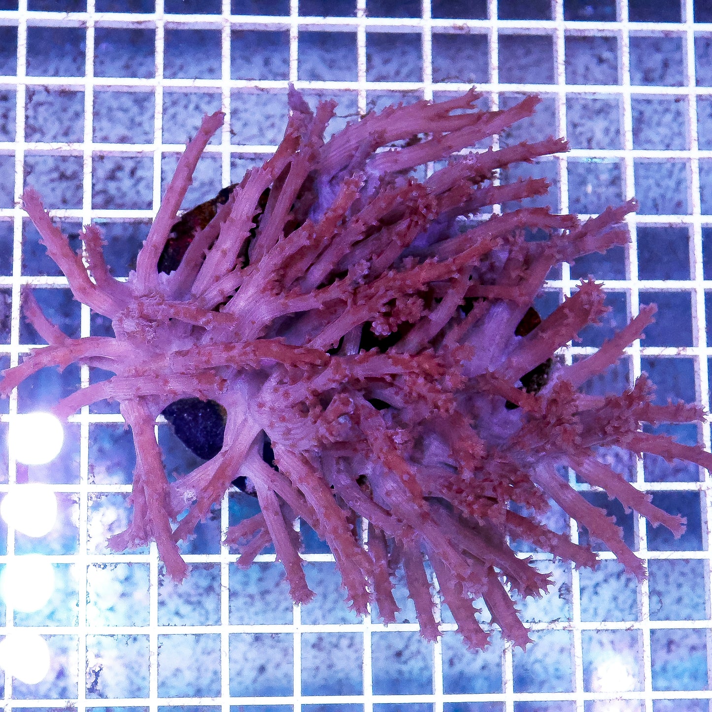 Paralemnalia Tree Coral
