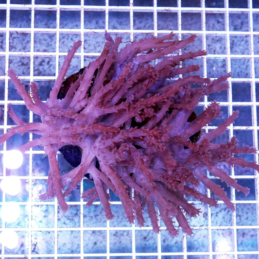 Paralemnalia Tree Coral