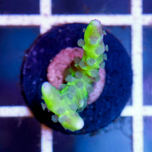 USA Aquacultured Acropora Coral 1" WYSIWYG