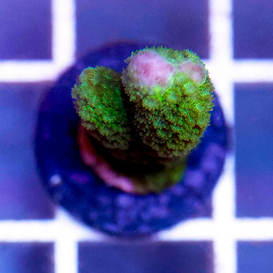 Montipora Coral - USA Aquacultured 1" WYSIWYG