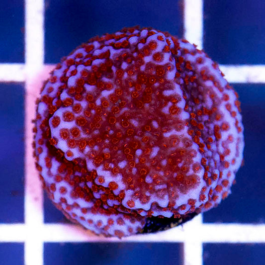 Montipora Coral - USA Aquacultured 1" WYSIWYG