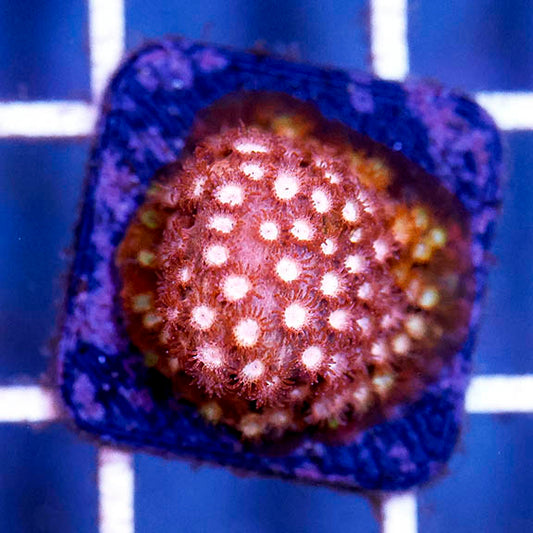 USA Aquacultured Cyphastrea Coral 1" WYSIWYG