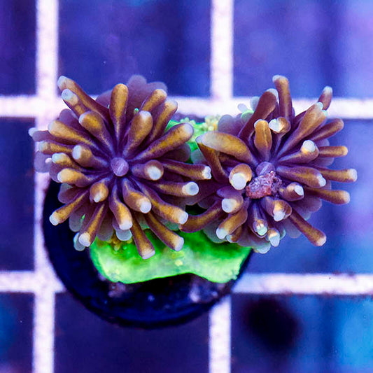 USA Aquacultured Galaxea Coral .75" WYSIWYG
