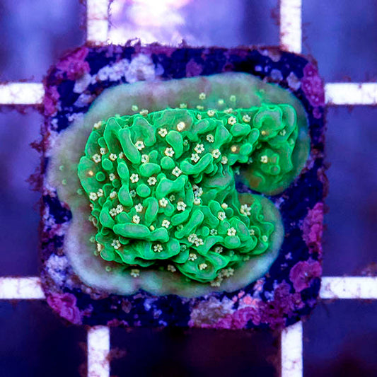 Montipora Coral - USA Aquacultured 1" WYSIWYG