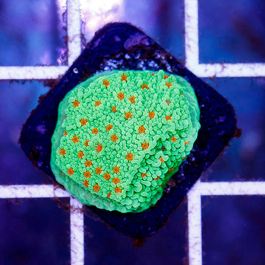 Montipora Coral - USA Aquacultured 1" WYSIWYG