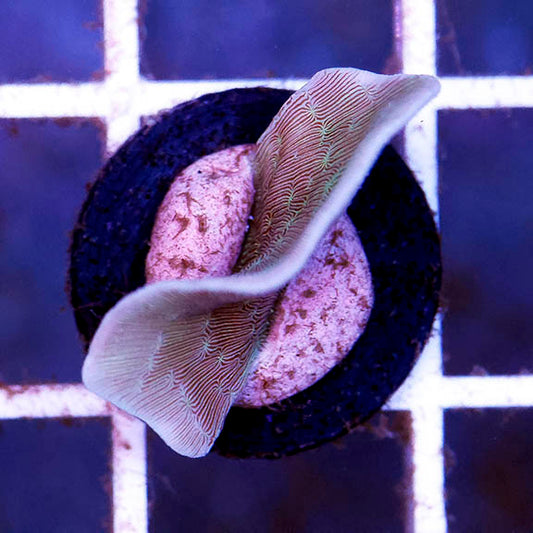 USA Aquacultured Pavona Coral 1" WYSIWYG