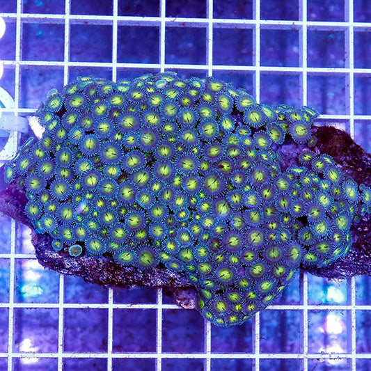 Zoanthus Coral 3.75" WYSIWYG