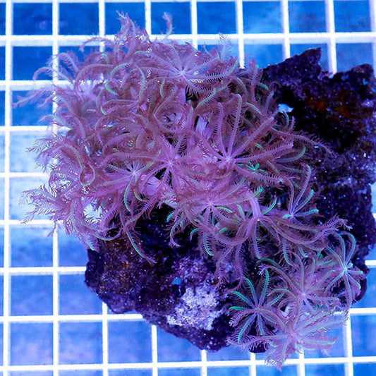 Glove Polyp 3" WYSIWYG