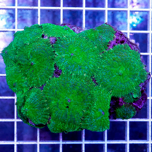 Green Rhodactis Mushroom Coral 3" WYSIWYG