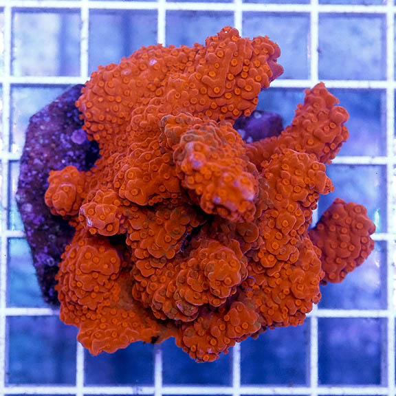 Montipora Coral, Red/Orange 2.5