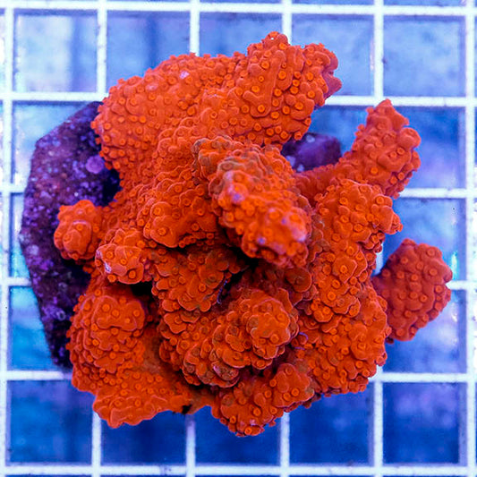 Montipora Coral, Red/Orange 2.5" WYSIWYG