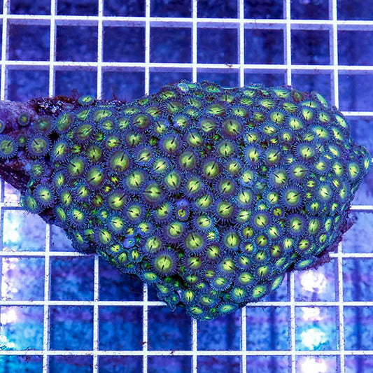 Zoanthus Coral 3.75" WYSIWYG