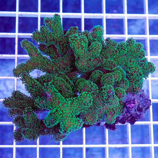 Green Stylophora Coral 3.5" WYSIWYG