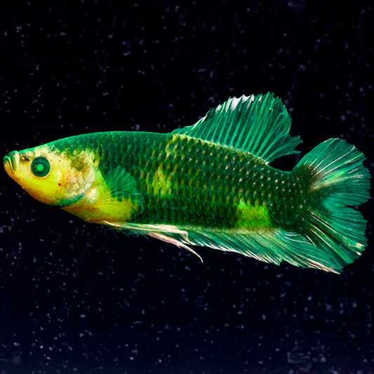 Emerald-Eyed Phantom Betta - Green & Yellow Doubletail Plakat WYSIWYG