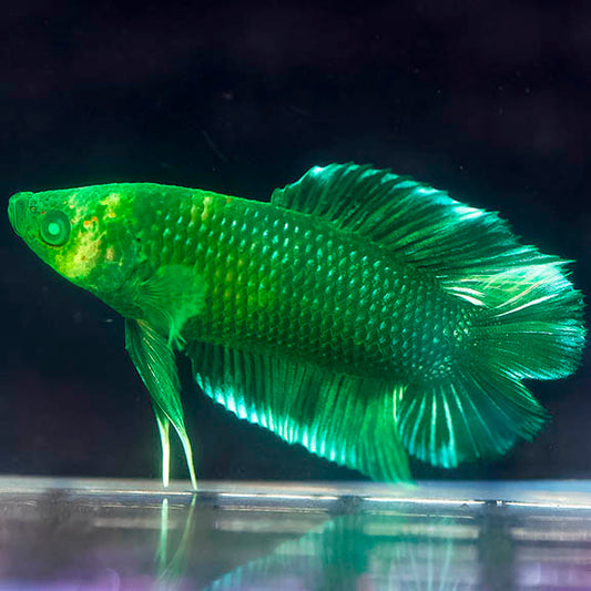 Emerald-Eyed Phantom Betta - Green Doubletail Plakat WYSIWYG