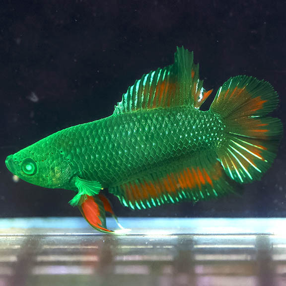 Emerald-Eye Green Plakat Betta