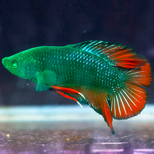 Emerald-Eyed Phantom Betta - Green & Red Dragon Doubletail Plakat WYSIWYG