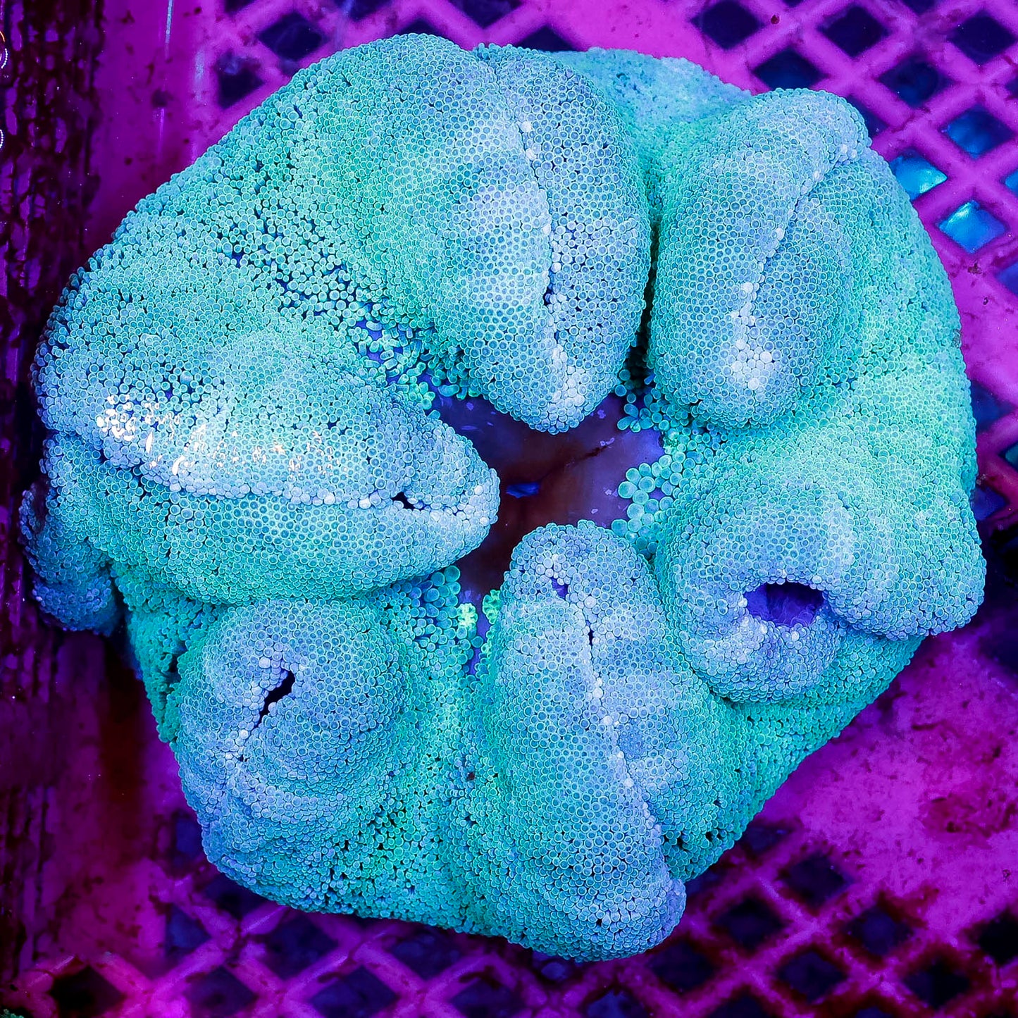 Haddon's Carpet Anemone 5" WYSIWYG