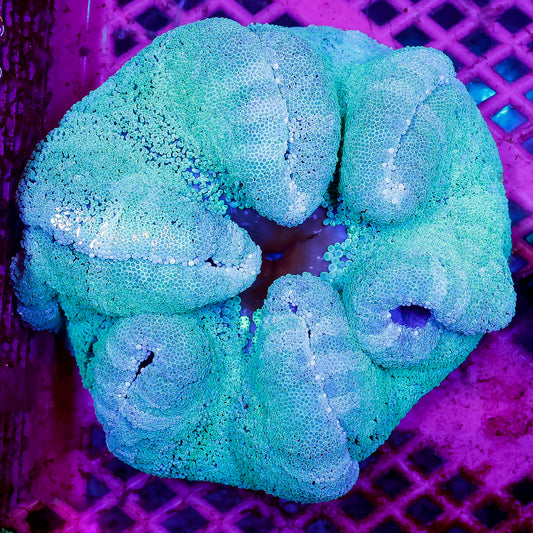 Haddon's Carpet Anemone 5" WYSIWYG