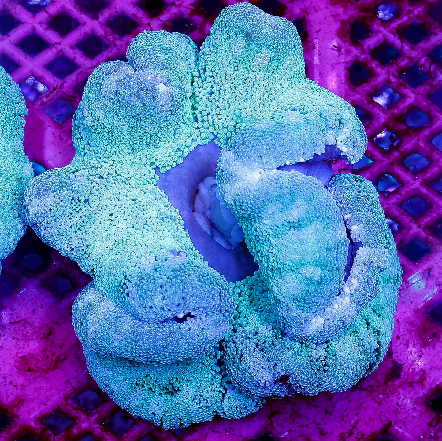 Haddon's Carpet Anemone 5" WYSIWYG