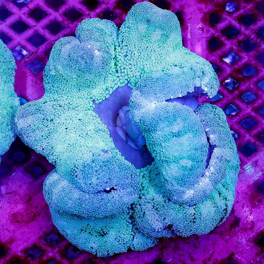 Haddon's Carpet Anemone 5" WYSIWYG