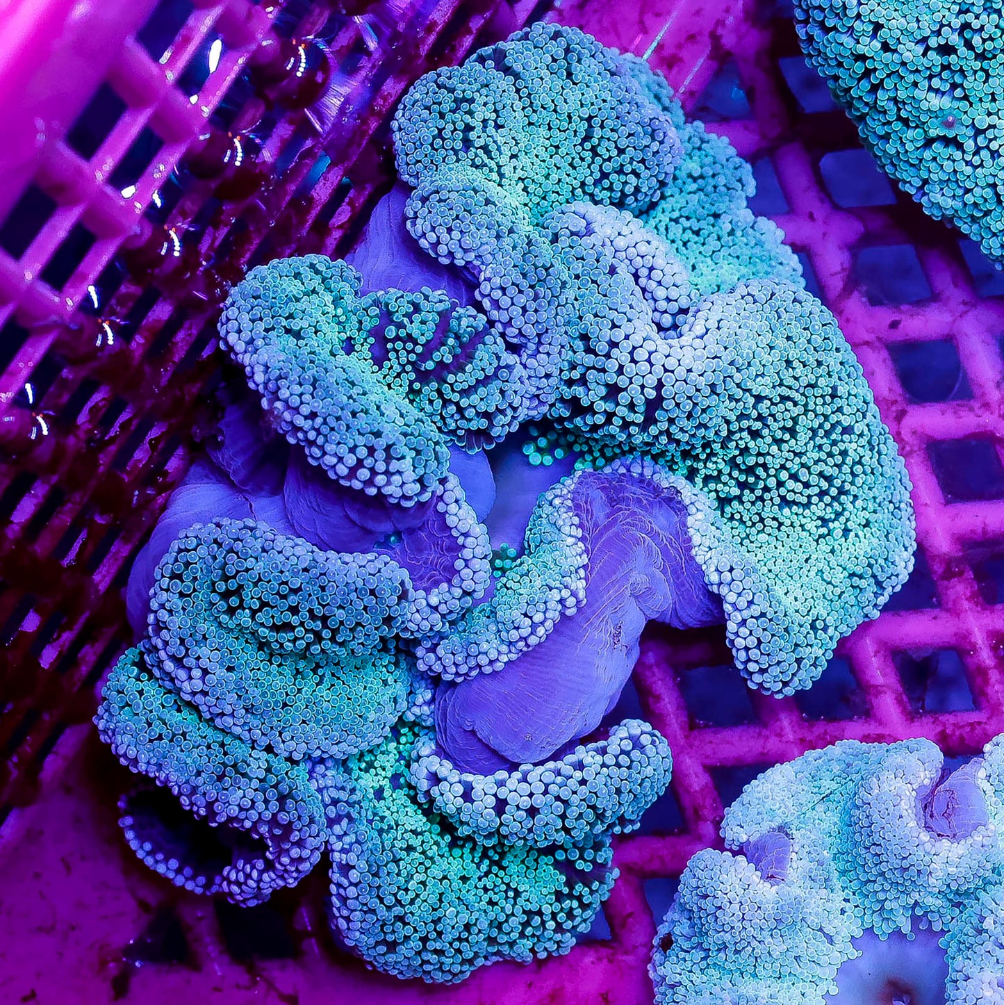 Haddon's Carpet Anemone 5" WYSIWYG