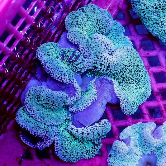 Haddon's Carpet Anemone 5" WYSIWYG