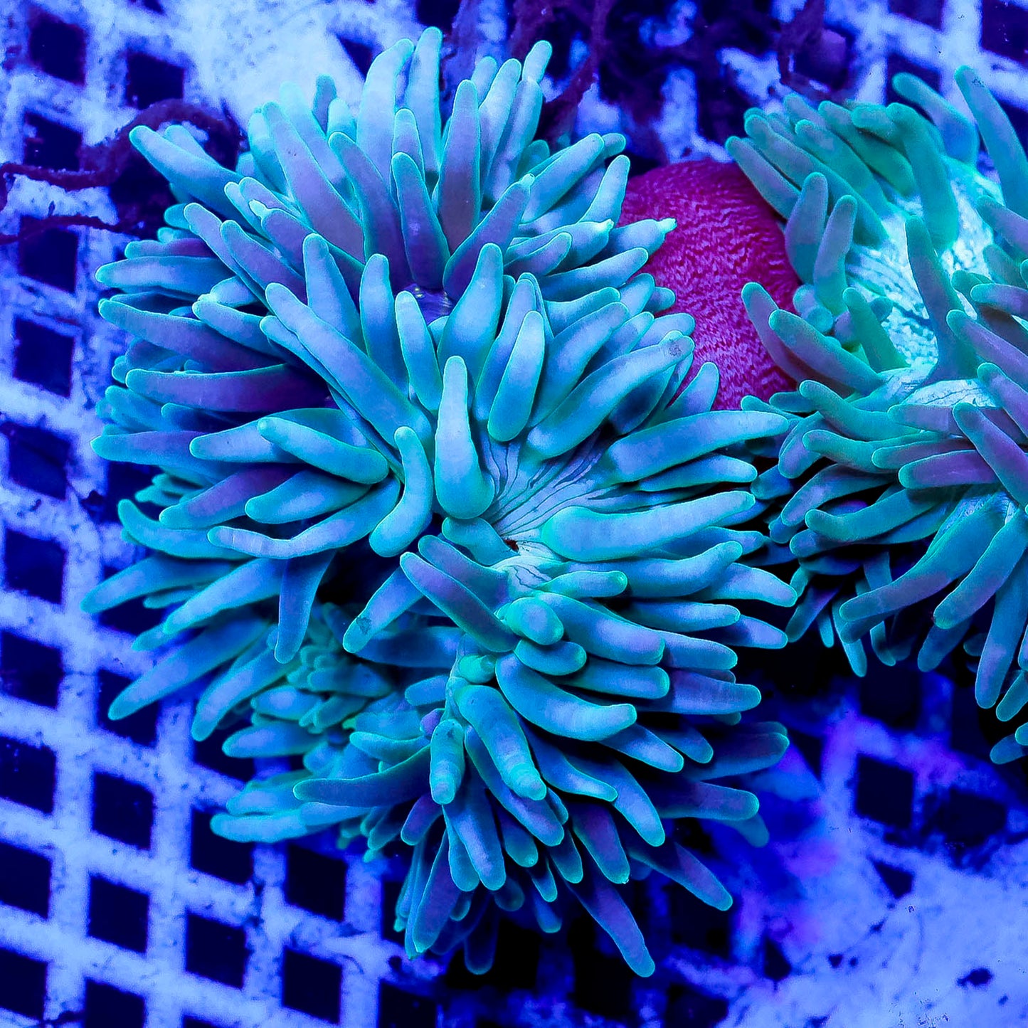 Green Long Tentacle Anemone 4.5" WYSIWYG