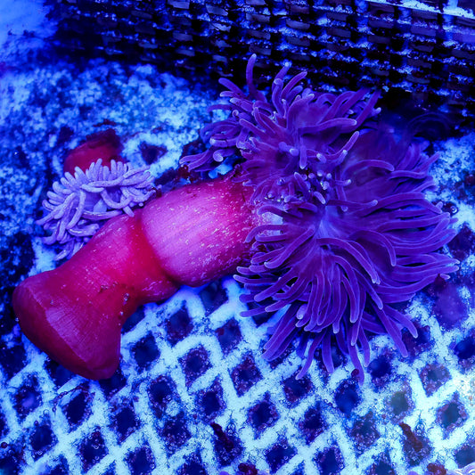 Purple Long Tentacle Anemone 3.5" WYSIWYG