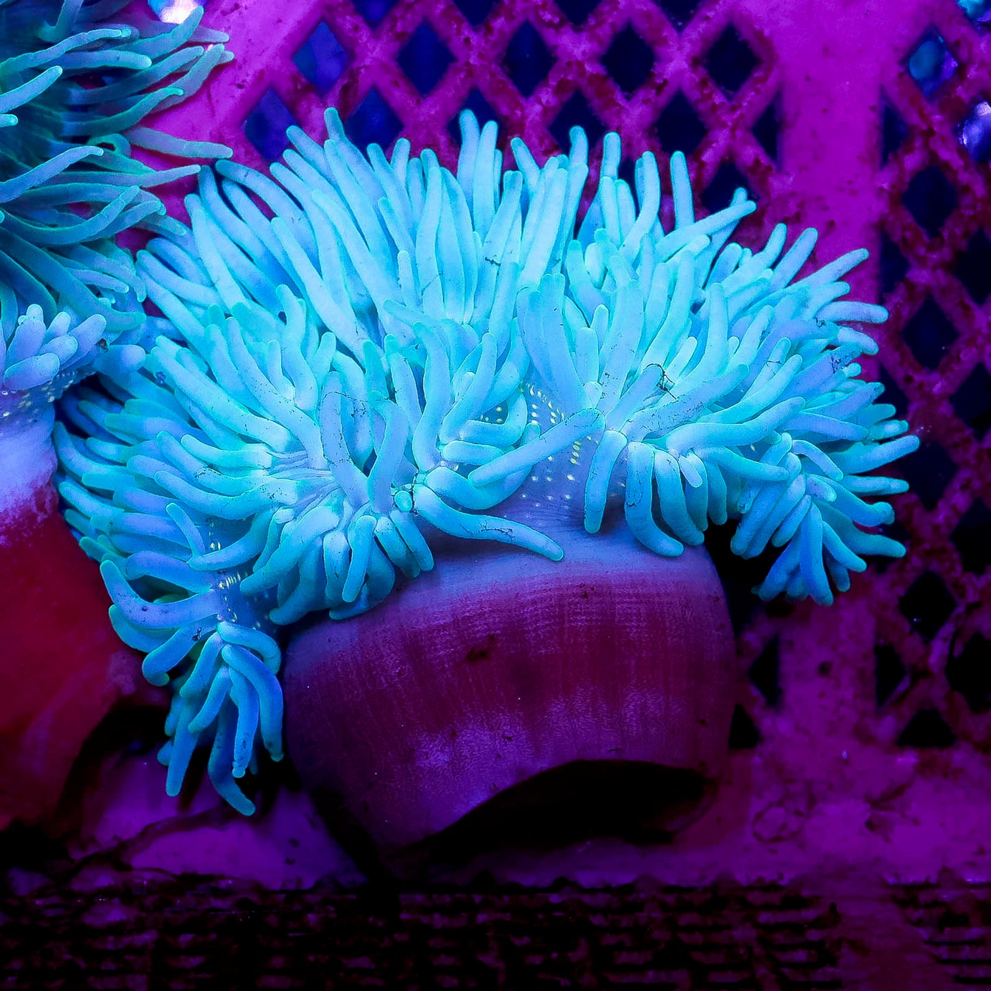 Green Long Tentacle Anemone 4.5" WYSIWYG