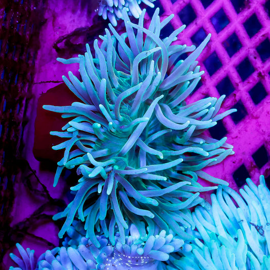 Green Long Tentacle Anemone 4.5" WYSIWYG