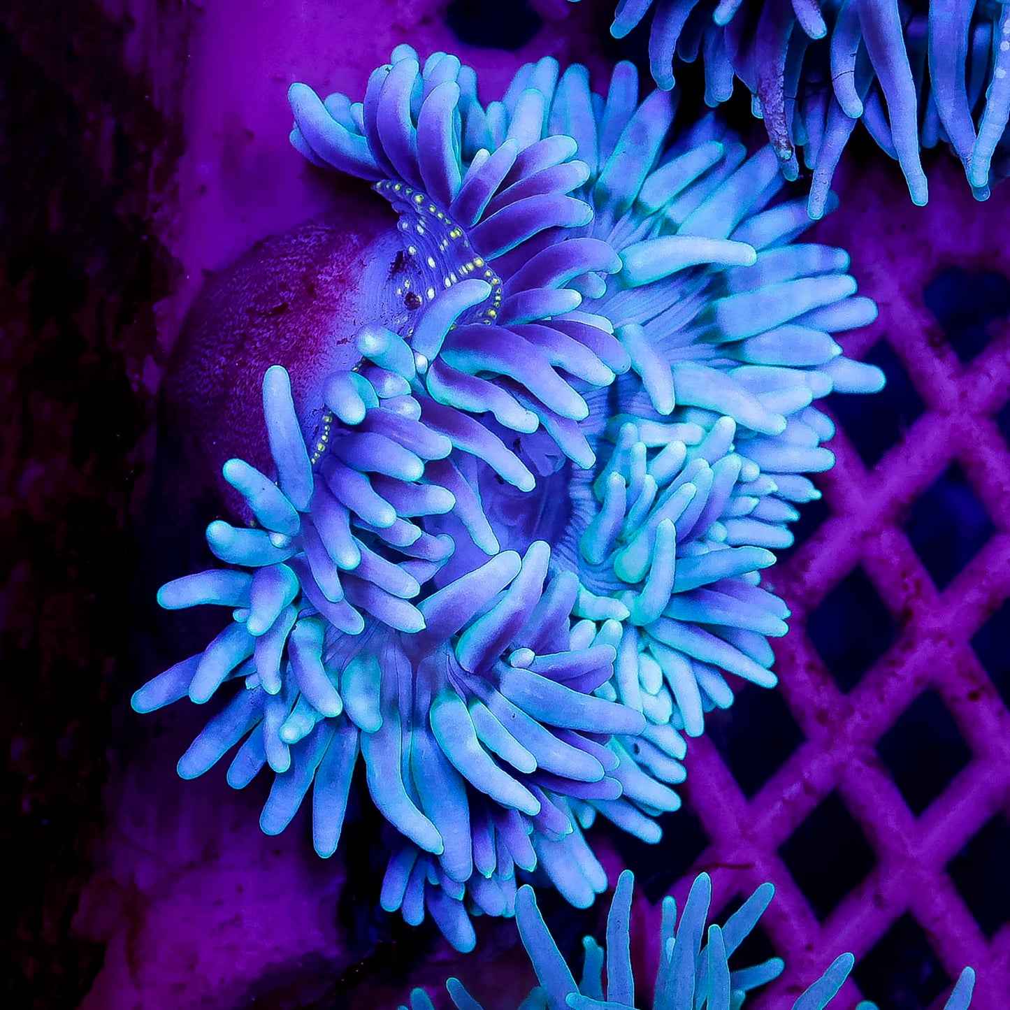 Green Long Tentacle Anemone 3.5" WYSIWYG