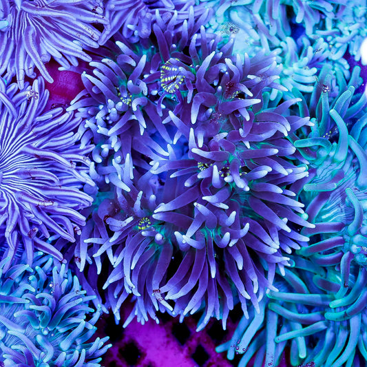 Purple Long Tentacle Anemone 4.5" WYSIWYG