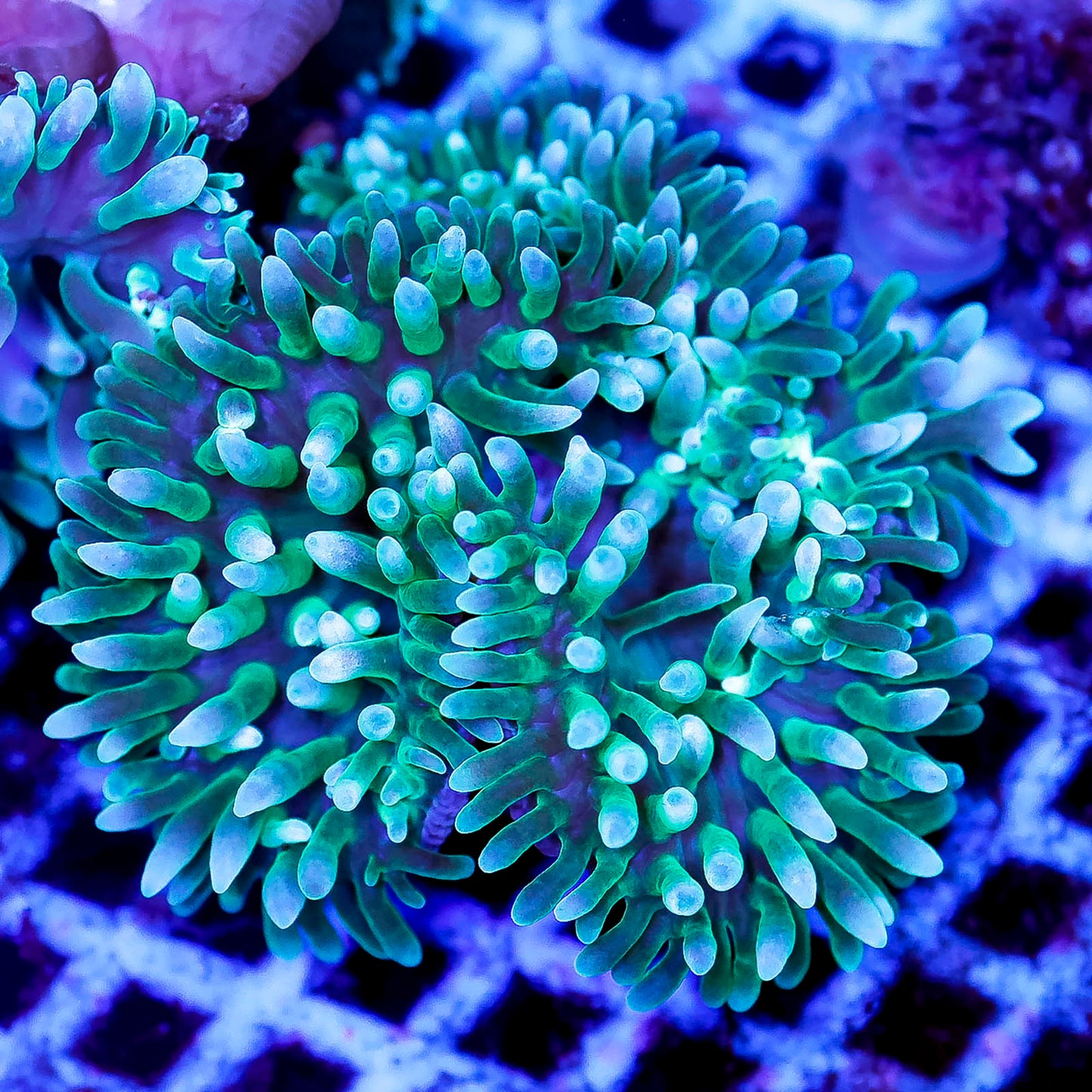 Green Long Tentacle Anemone 3.5" WYSIWYG