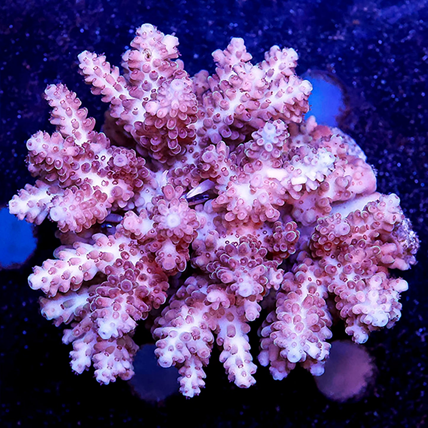 Acropora Coral 3" WYSIWYG
