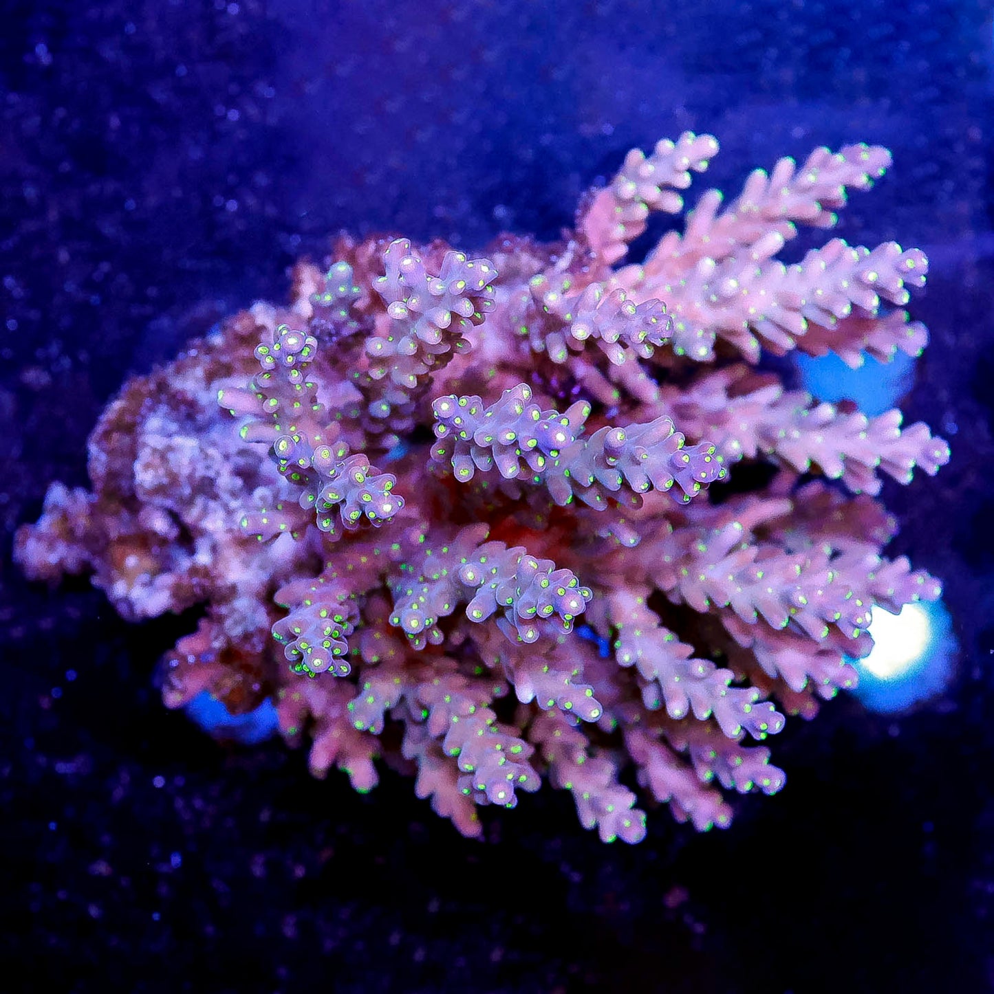 Acropora Coral 3" WYSIWYG