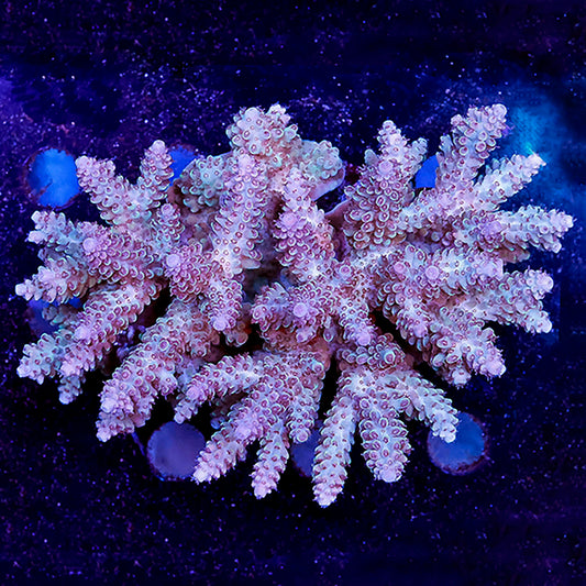 Acropora Coral 3" WYSIWYG