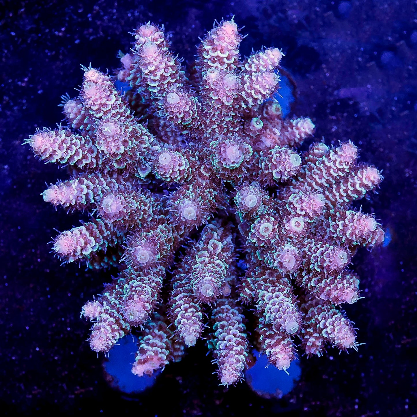 Acropora Coral 3" WYSIWYG